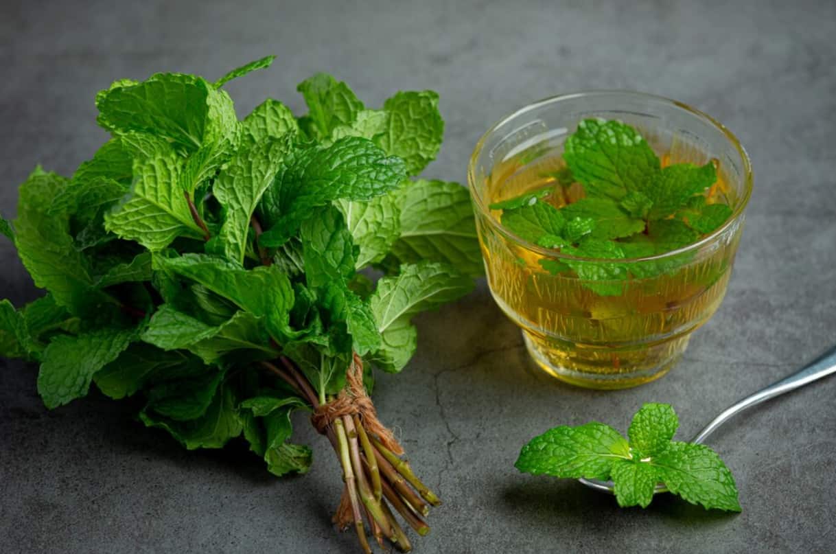Lemon Balm for Weight Loss